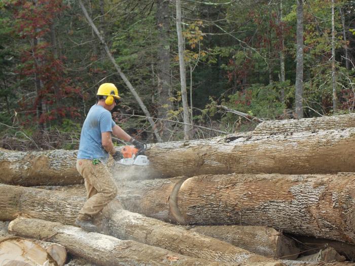 logging