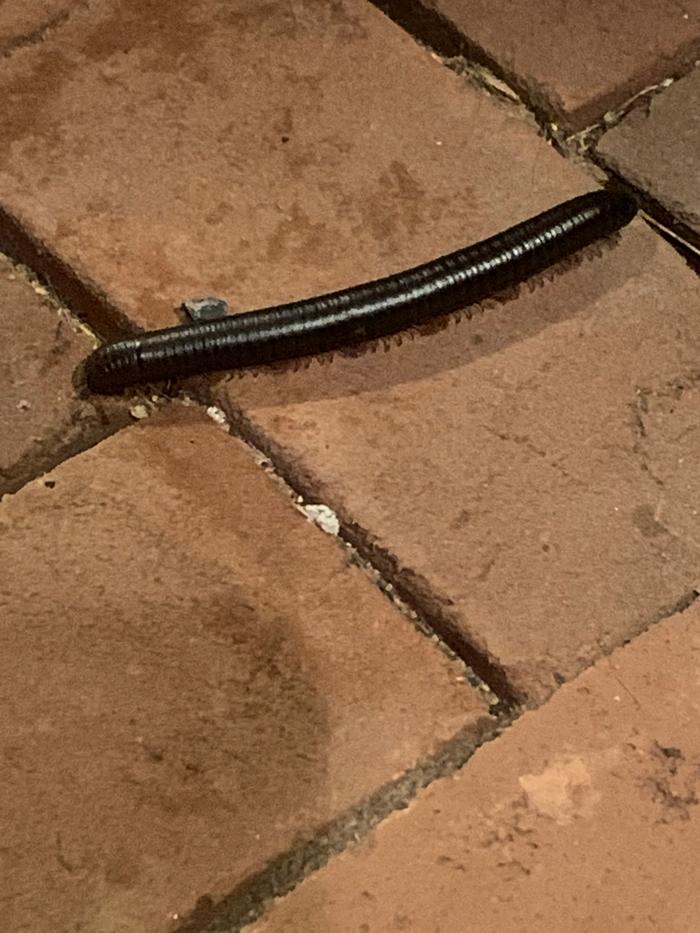 Millipede