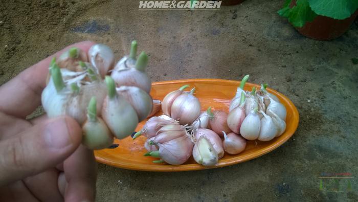 garlic