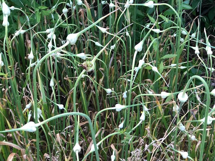 garlic growing wild