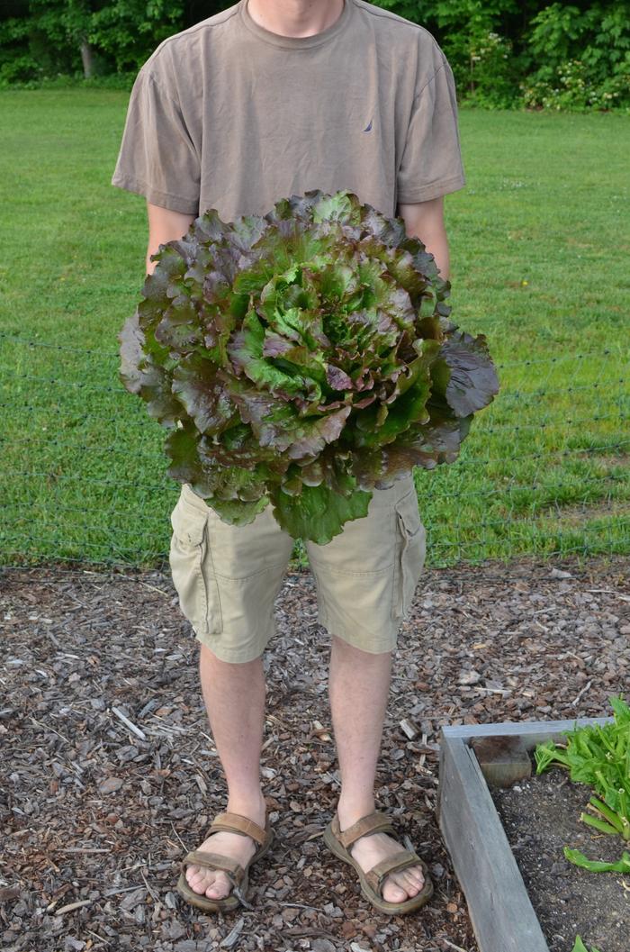 Gulley's Favorite lettuce