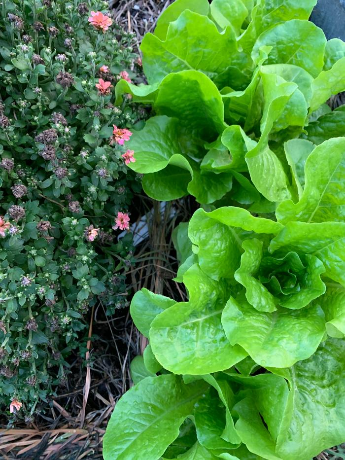 lettuce