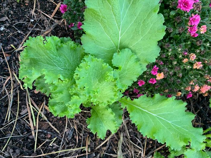 mustard greens