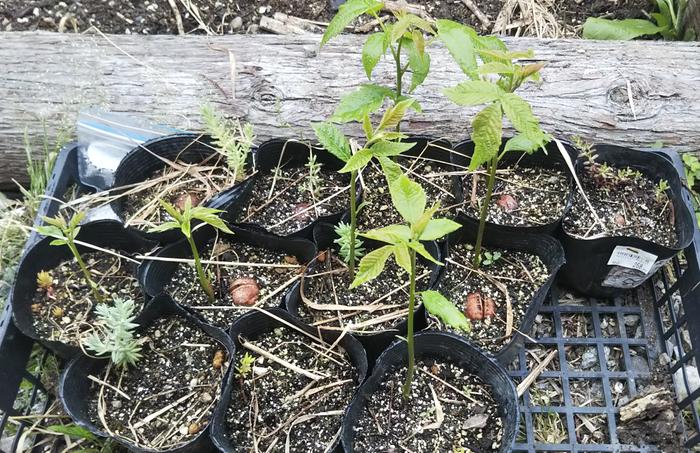 Beach walnuts sprouting, six weeks