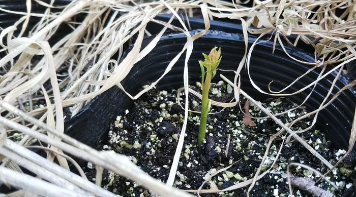 First sprout appeared four weeks after planting