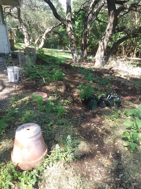 Backyard vegetable garden planted mostly to sweet potato