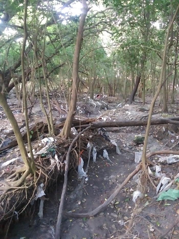 cleaning a trashy creek bed