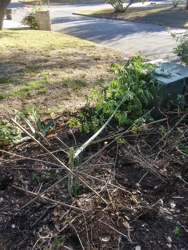 Moringa toppled by deer