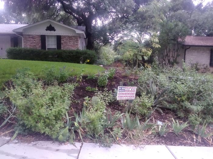 Wildflowers and fruiting opuntia