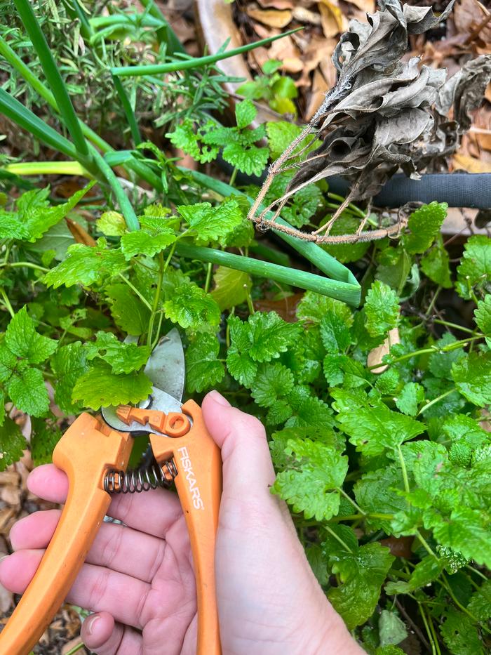 Harvesting lemon balm