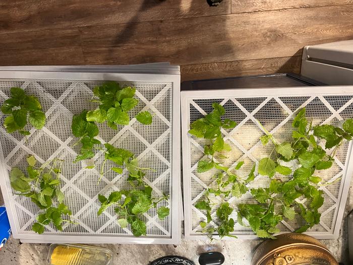 Adding lemon balm to dehydrator