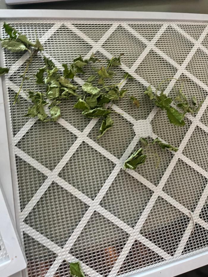 Dried lemon balm
