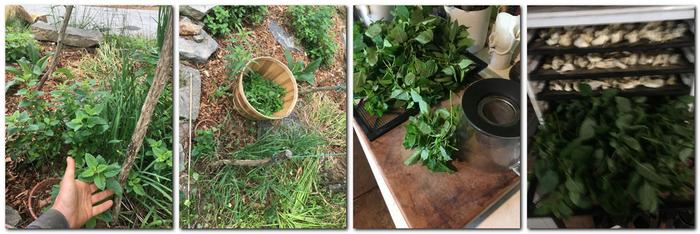 from harvest to dehydrator