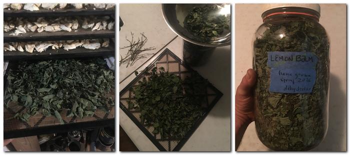 from dehydrator to jar