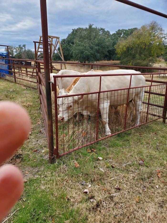 mini corral