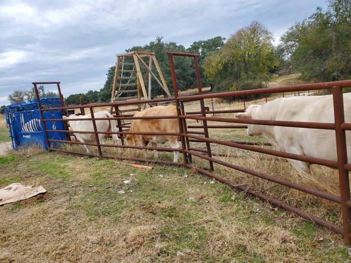 cattle train