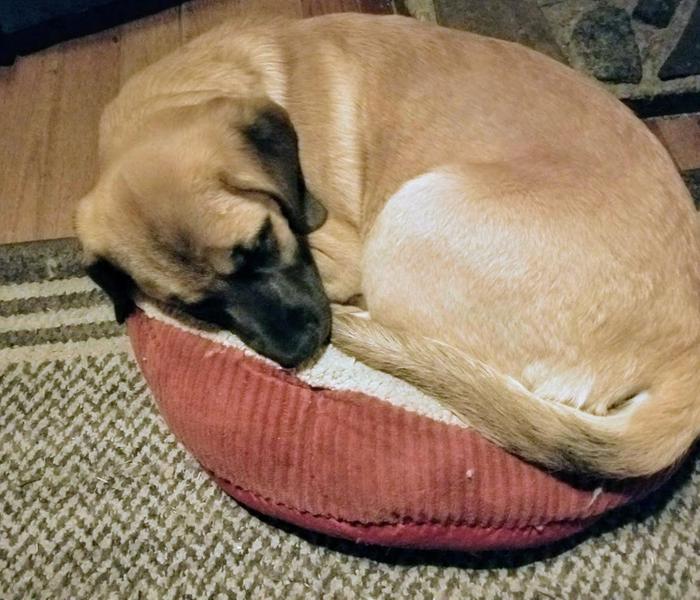 Stolen kitty bed... pretending she is a cat