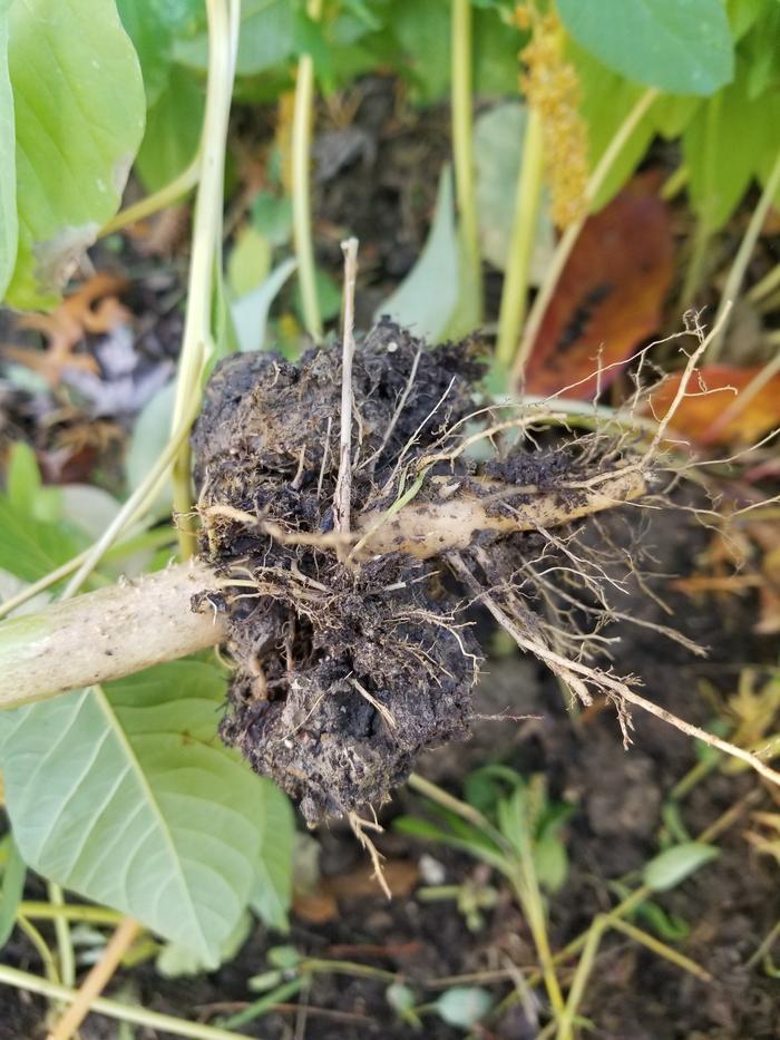 amaranth root