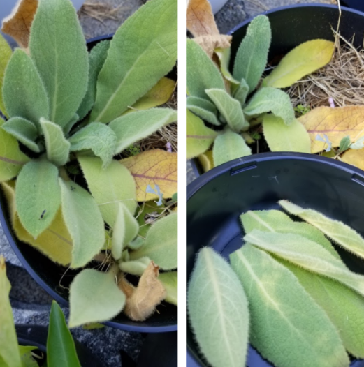 Harvesting mullein in my backyard