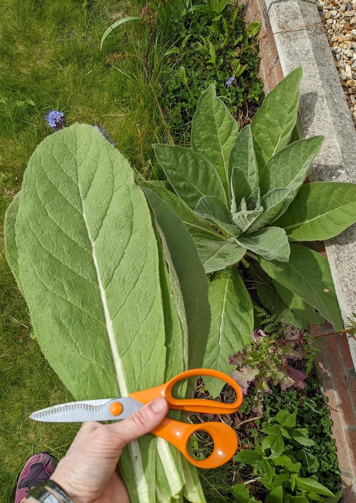 Second mullein plant, while harvesting