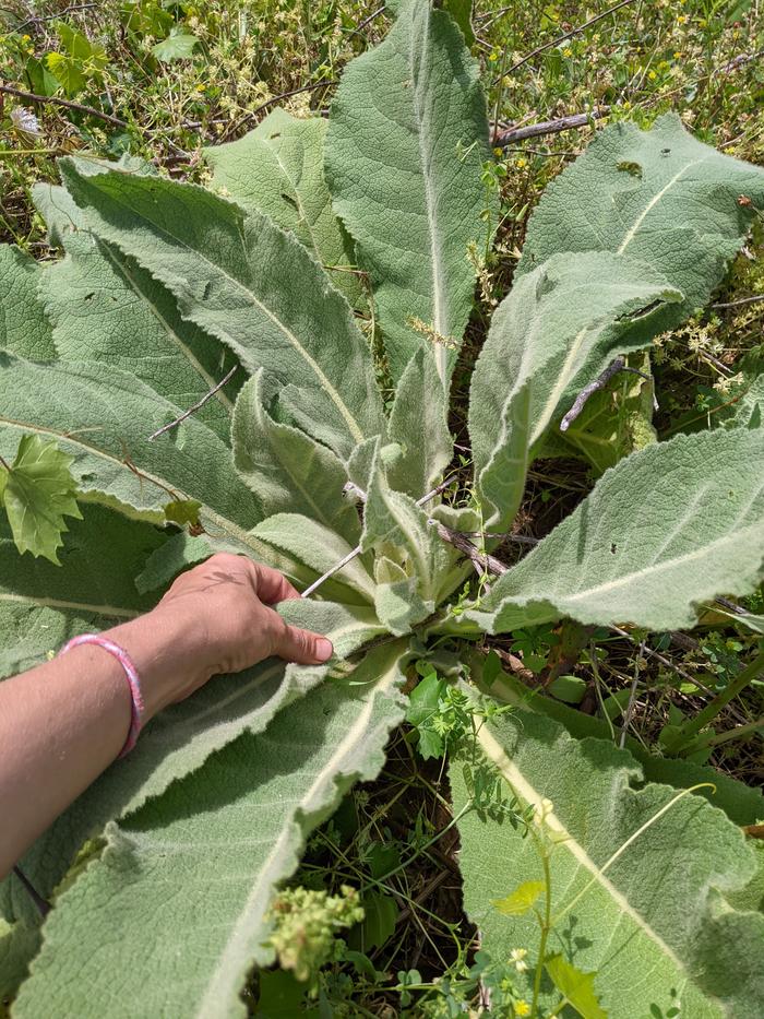 Picking mullein leaves