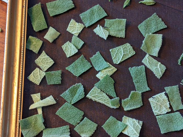 Mullein leaves drying on a screen