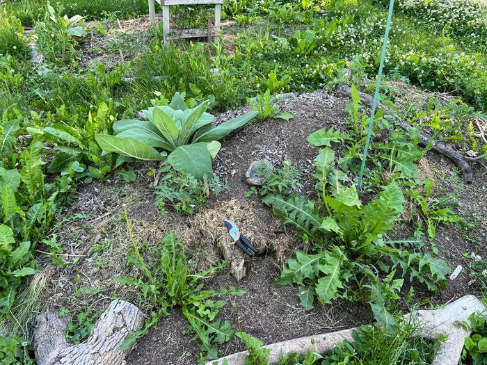 Mullein and Dandelion are stealing the show