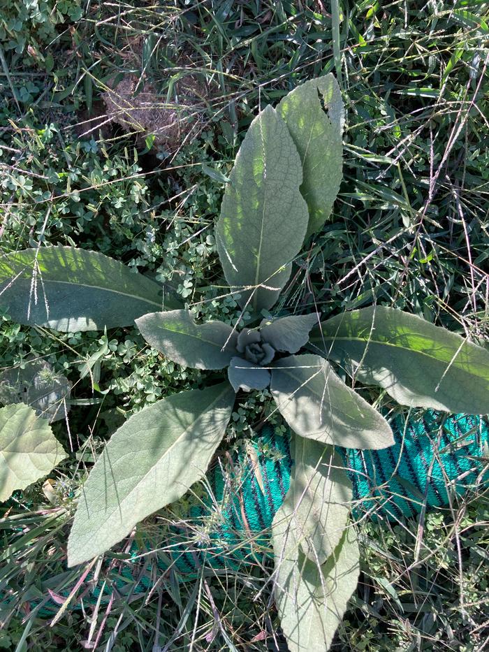 Mullein