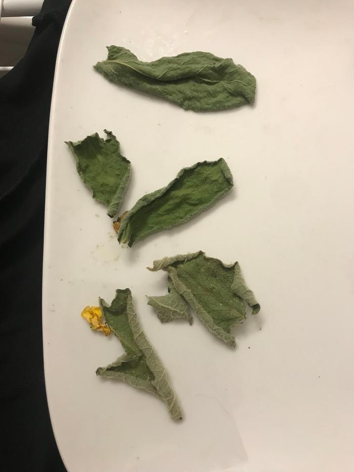 dried,
