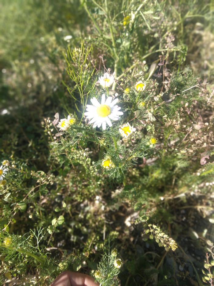 Chamomile growing by the lake