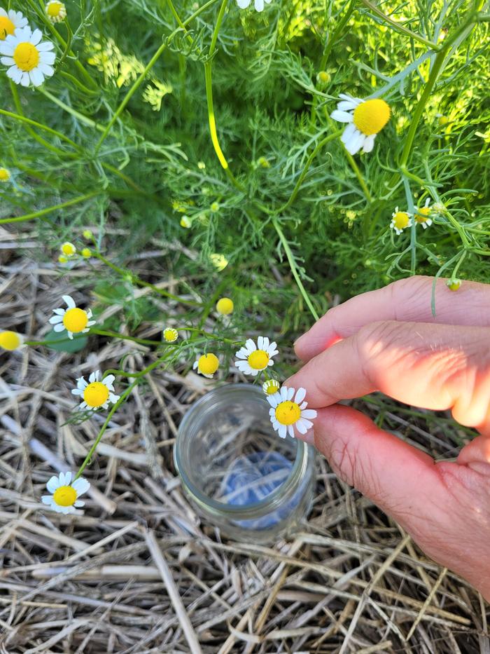 Harvesting.