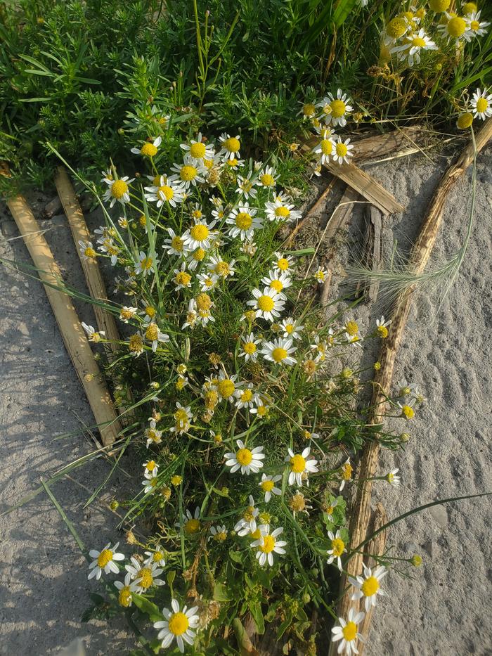 Patch of chamomile 