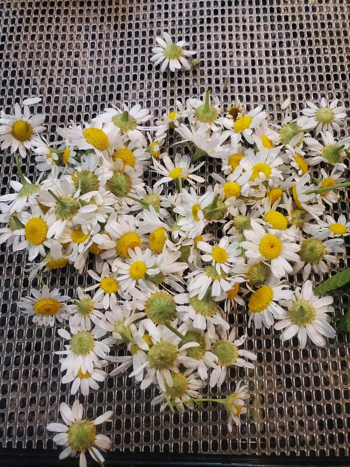 Chamomile being dried