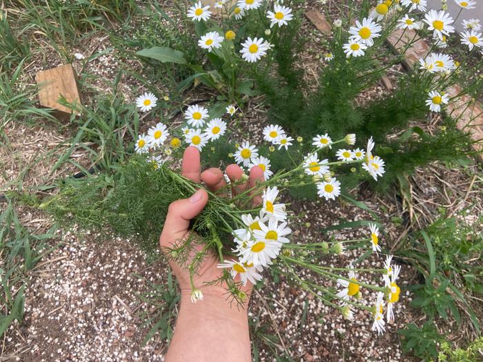 [Thumbnail for harvesting-wild-chamomile.jpg]