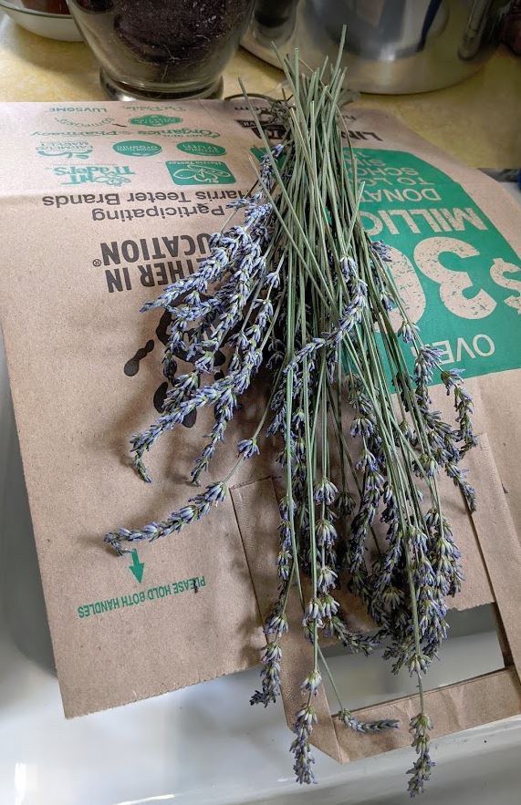 Lavender waiting to be dried