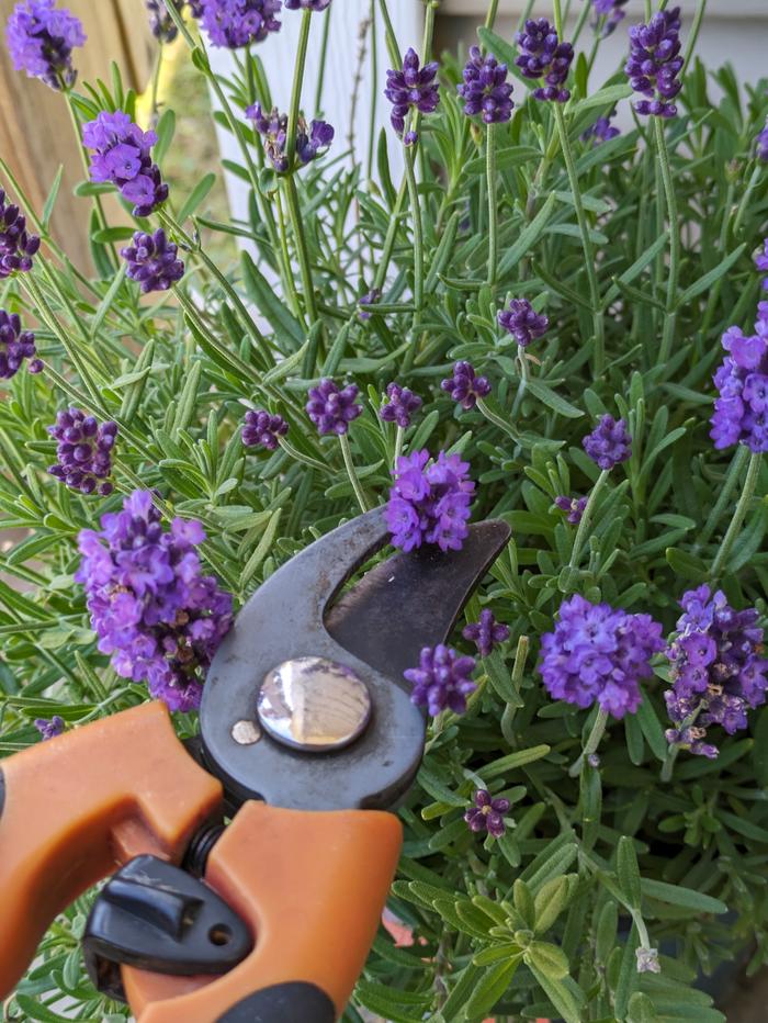 Harvesting lavender flowers