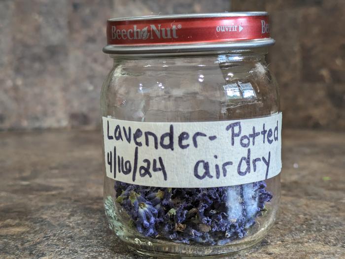 Dried lavender in a labeled jar