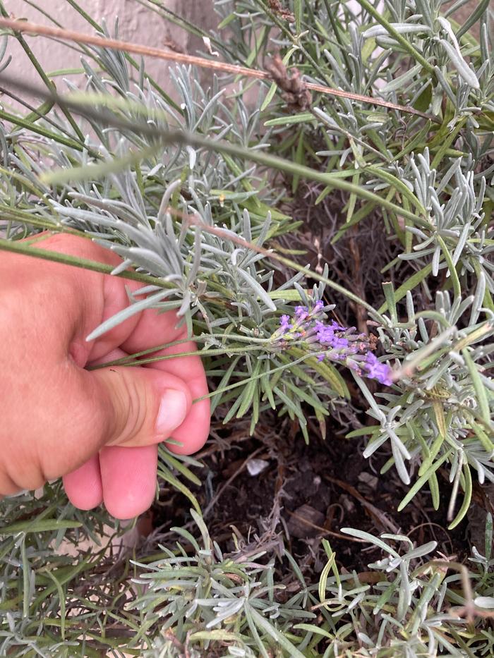 Harvesting lavender