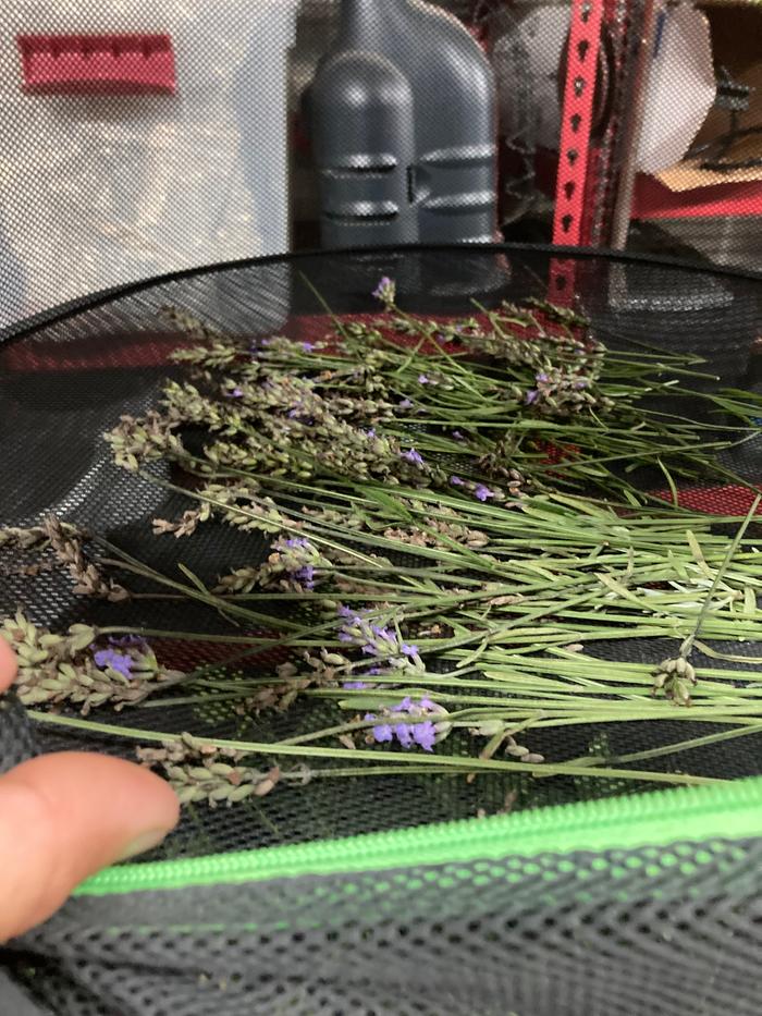 Air drying lavender