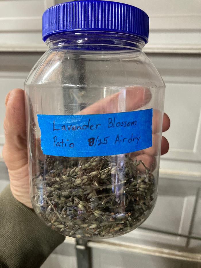 Lavender blossom, dried labeled and stored