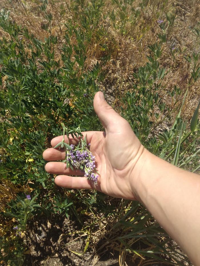 alfalfa flowers from the library's backyard