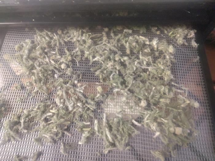 dried alfalfa in dehydrator