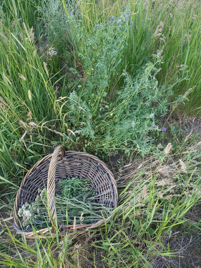 Harvesting from a large alfalfa plant.