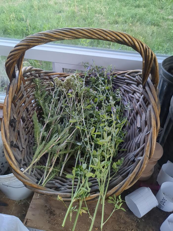 Some alfalfa (and yarrow) drying in a basket in the greenhouse.