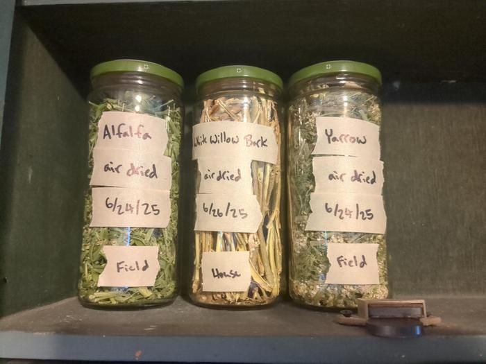 The finished container of alfalfa (and yarrow and willow bark) all labelled and stored in this snazzy little cabinet I found in a shed.