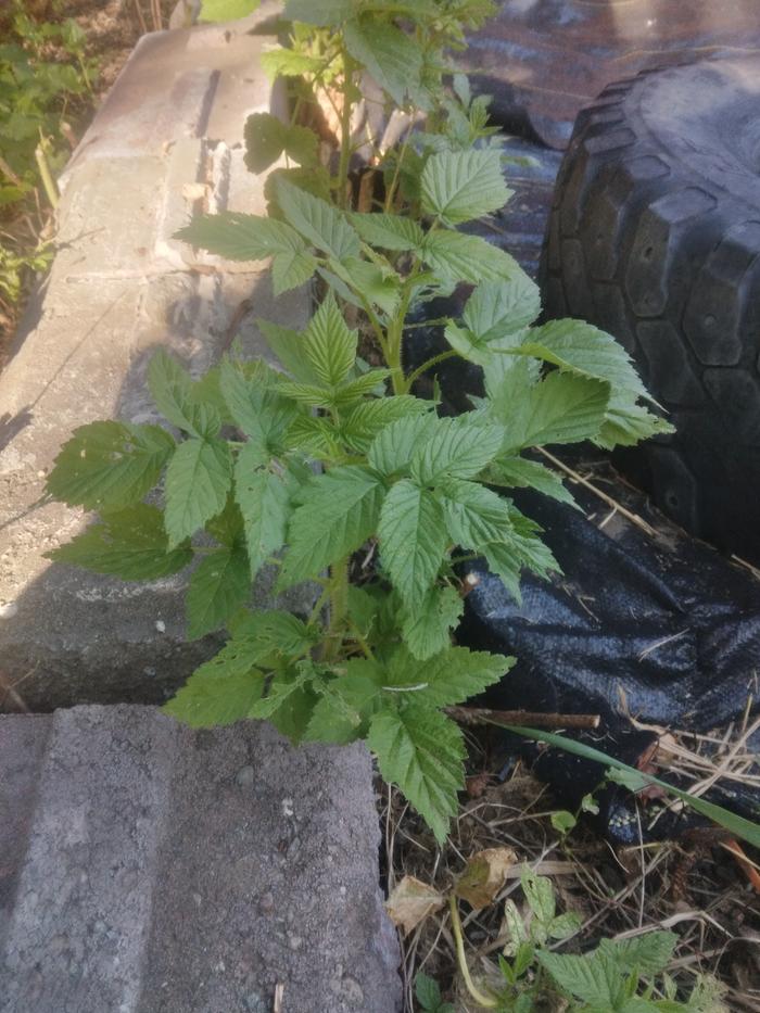 raspberry plant