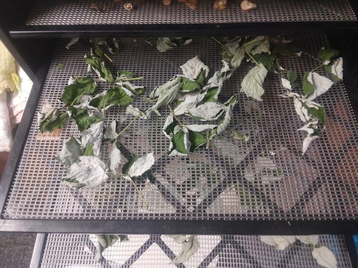 dried leaves in my dehydrator