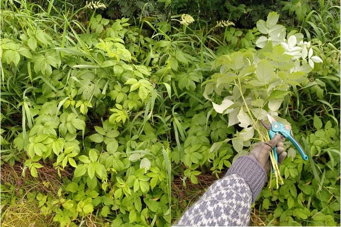 Raspberry spot and harvest picture