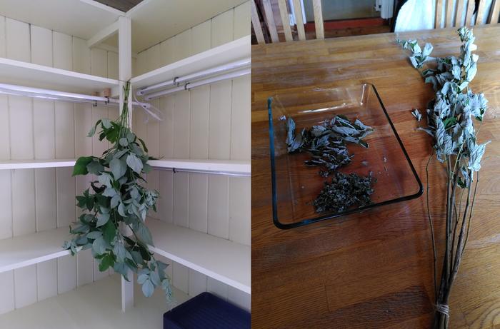 Leaves hanging to air dry, and after drying, pulling the leaves off and crunching them by hand