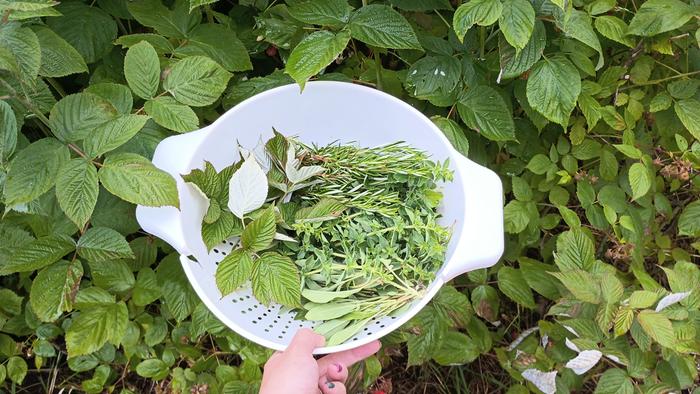 Harvesting raspberry leaves (and other herbs)